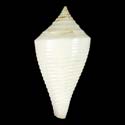 To Conchology (Conasprella pagoda ALBINISTIC)