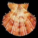 To Conchology (Mirapecten rastellum BROWN)