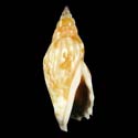 To Conchology (Tridentarius dentatus DWARF)