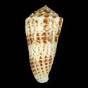 To Conchology (Asprella sulcocastanea GIANT)