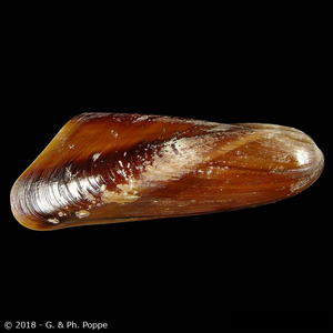 MYTILIDAE | Shells Group By Species | Conchology