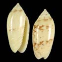 To Conchology (Oliva chrysoplecta YELLOW)