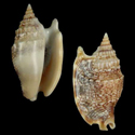 To Conchology (Euprotomus aurisdianae DWARF)