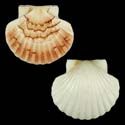 To Conchology (Pecten maximus SPECIAL COLOR)