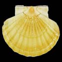 To Conchology (Pecten maximus YELLOW)