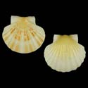 To Conchology (Pecten maximus YELLOW)