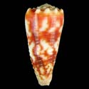 To Conchology (Phasmoconus merleti)