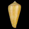 To Conchology (Kioconus alconnelli)