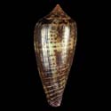 To Conchology (Phasmoconus cinereus DARK)