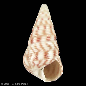 Leiopyrga octona