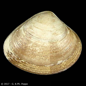 Tivela compressa cf.