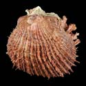 To Conchology (Spondylus candidus LARGE)