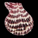 To Conchology (Caribachlamys mildredae)