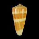 To Conchology (Pionoconus consors BANDED)