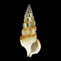 To Conchology (Cerithium balteatum BROWN & WHITE)