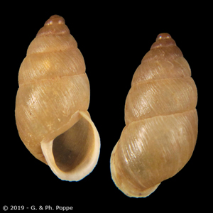 Napaeus interpunctatus