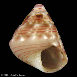 Jujubinus karpathoensis