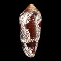 To Conchology (Darioconus magnificus VIETNAM)