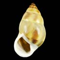 To Conchology (Amphidromus inversus annamiticus)