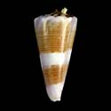 To Conchology (Kioconus shikamai GIANT)