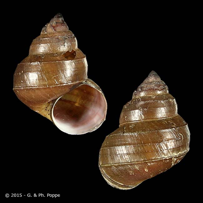 Bellamya angularis BOHOL