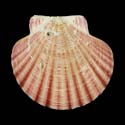 To Conchology (Annachlamys striatula PINK)