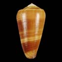 To Conchology (Pionoconus vezzaroi)