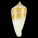 To Conchology (Phasmoconus mucronatus SPECIAL COLOR)