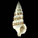 To Conchology (Cerithium balteatum SPECIAL COLOR)