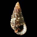 To Conchology (Cerithium gallapaginis)