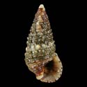 To Conchology (Cerithium gallapaginis)