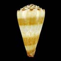 To Conchology (Fraterconus distans SPECIAL COLOR)