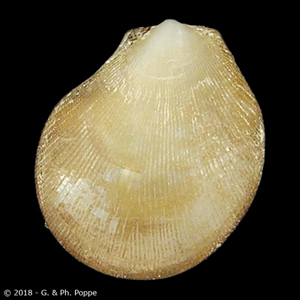 Ctenoides species 002