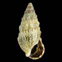 To Conchology (Cerithium lividulum)