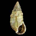 To Conchology (Cerithium lividulum)