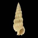 To Conchology (Cerithium scobiniforme cf.)