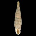 To Conchology (Clausilia whateliana)