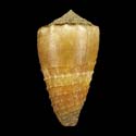 To Conchology (Lividoconus muriculatus PERIO)