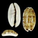 To Conchology (Melicerona listeri melvilli ROSTRATE)