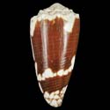 To Conchology (Conus deburghiae)