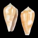 To Conchology (Pionoconus fischoederi)