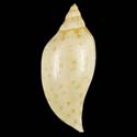 To Conchology (Scaphella evelina)