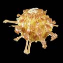 To Conchology (Spondylus foliaceus YELLOW)