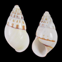 To Conchology (Amphidromus quadrasi f. dubius WHITE)