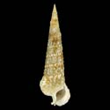 To Conchology (Cerithium ophioderma GIANT)