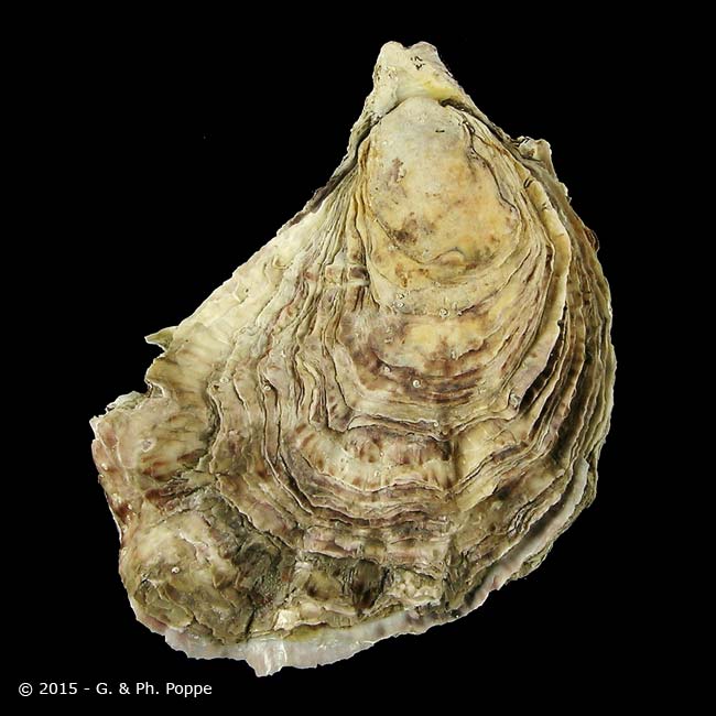 collect wild oyster spat crassotrea gigas collect wild oyster spat crassotrea gigas