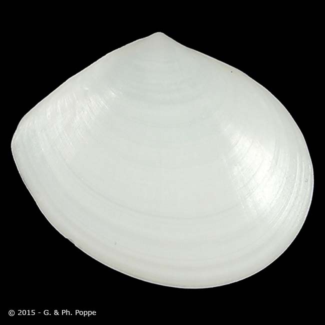 Arcopaginula inflata