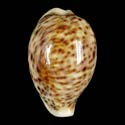 To Conchology (Cypraea pantherina SPECIAL COLOR)