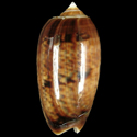 To Conchology (Oliva vidua cf.)