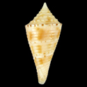 To Conchology (Conasprella memiae cf.)